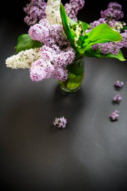 siyah bir Lila güzel bahar dalları