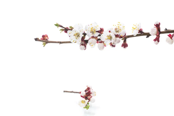 Κλαδί με άνθη βερίκοκου σε λευκό φόντο — Φωτογραφία Αρχείου