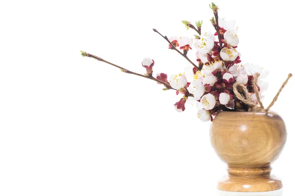Oksa aprikoosi kukkia valkoisella pohjalla — kuvapankkivalokuva