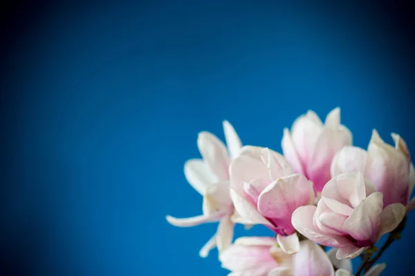 Wiosna piękne kwitnące Magnolia na niebieskim — Zdjęcie stockowe