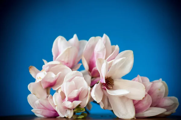 Lente mooie bloeiende Magnolia op een blauw — Stockfoto