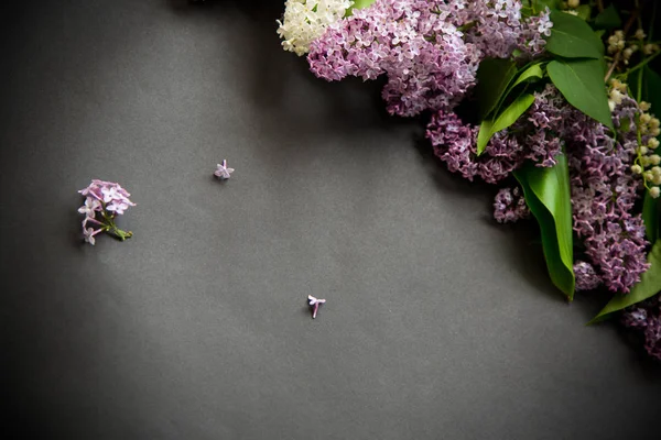 Beautiful spring branches of lilac on a black — Stock Photo, Image