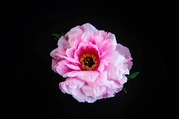 Fleur pivoine rose, Paeonia suffruticosa, isolée sur noire — Photo