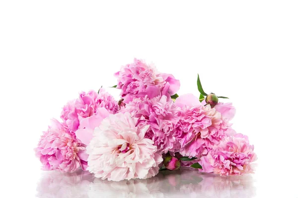 Beyaz arka plan üzerinde çiçek açan peonies buket — Stok fotoğraf