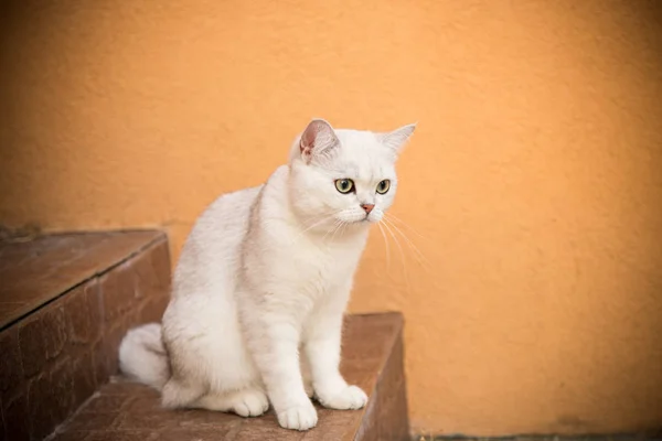 Hauskatzen züchten schottische Chinchilla — Stockfoto