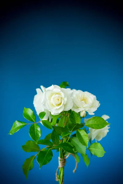 Bouquet of beautiful white roses on a blue — Stock Photo, Image