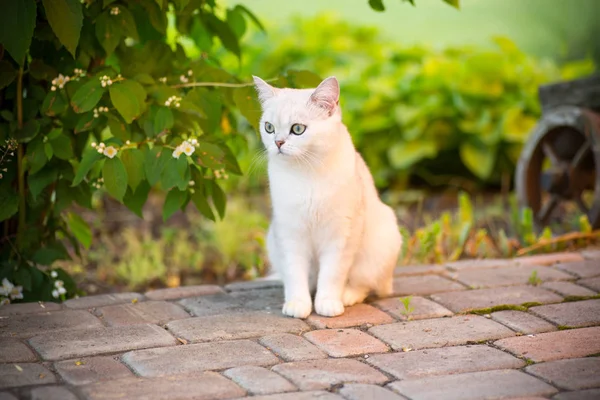Hazai macska fajta skót csincsilla egyenesen séta a szabadban — Stock Fotó