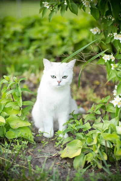 Chat domestique race chinchilla écossais tout droit marcher à l'extérieur — Photo