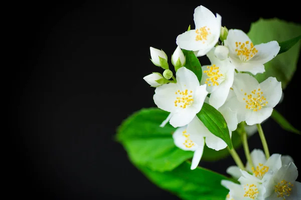 Belas flores de jasmim branco em um ramo isolado em preto — Fotografia de Stock