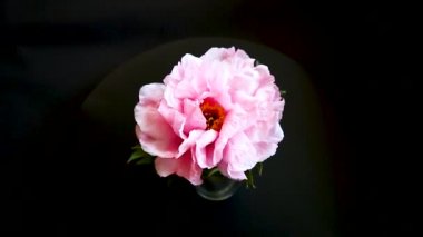 Pembe şakayık çiçek, Paeonia suffruticosa, siyah izole