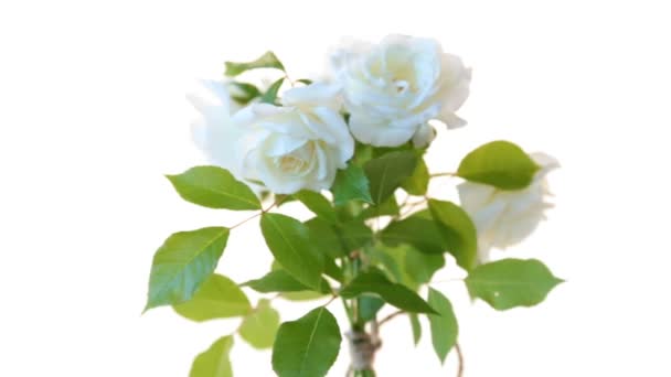 Ramo de hermosas rosas blancas aisladas en blanco — Vídeo de stock