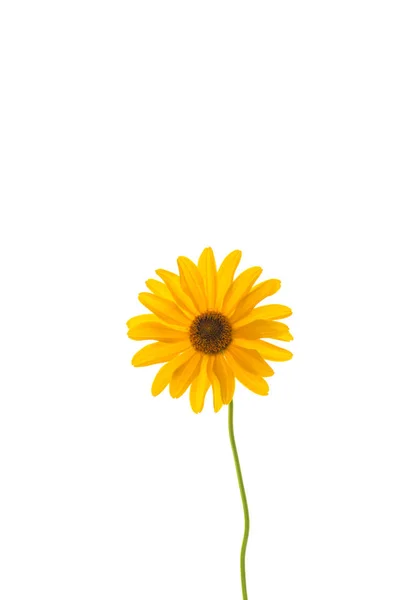黄色夏天盛开的雏菊花孤立在白色 — 图库照片
