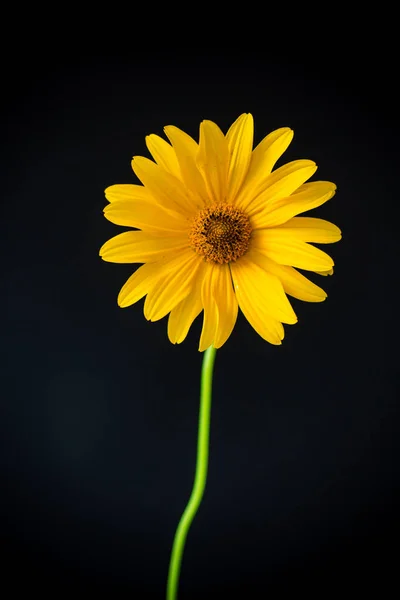 Flor amarilla de margarita floreciente de verano aislada en negro — Foto de Stock