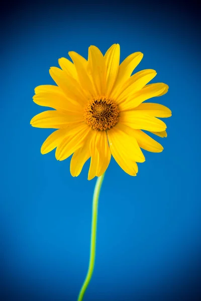 Sarı yaz açan papatya çiçek mavi izole — Stok fotoğraf