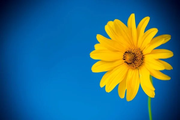 Sarı yaz açan papatya çiçek mavi izole — Stok fotoğraf