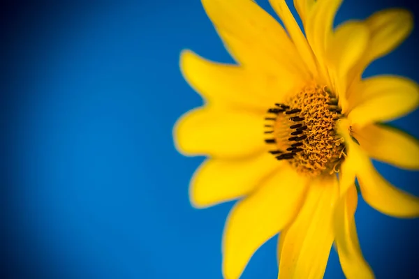 Jaune fleur d'été fleur de marguerite isolée sur bleu — Photo