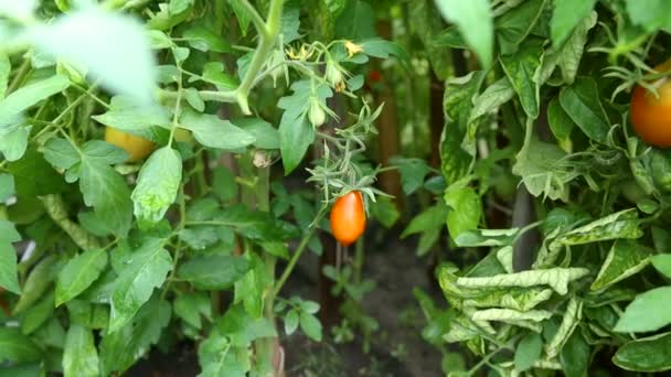 Fresh ripe red tomato growing in a greenhouse — Stock Video