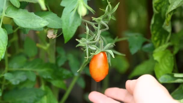 Fresh ripe red tomato growing in a greenhouse — Stock Video