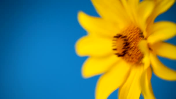 Желтое лето цветущий цветок маргаритки изолированы на синий — стоковое видео