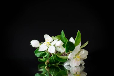 Koyu bir arka plan üzerinde elma ağaçları çiçekleri ile Dal