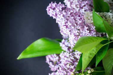 bir sepet içinde leylak bahar açan buket