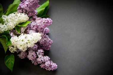 siyah bir Lila güzel bahar dalları