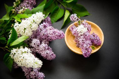 siyah bir Lila güzel bahar dalları