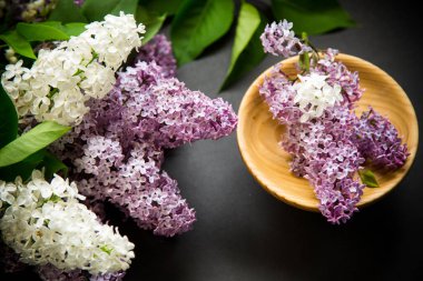 siyah bir Lila güzel bahar dalları