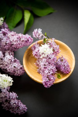 siyah bir Lila güzel bahar dalları