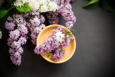 siyah bir Lila güzel bahar dalları