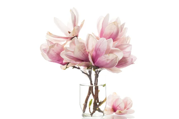 Primavera bella fioritura magnolia su un bianco — Foto Stock