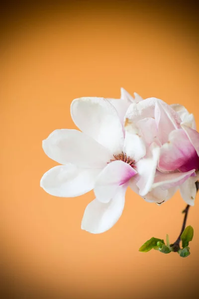 Άνοιξη όμορφη ανθοφορία Magnolia σε ένα πορτοκαλί — Φωτογραφία Αρχείου
