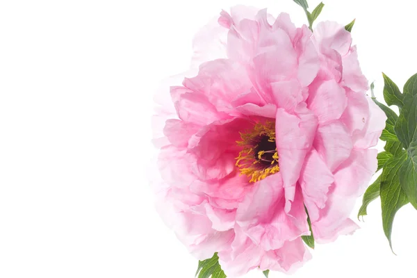 ピンクのピオニーの花、ペオニアのサフルティコサ、白で隔離 — ストック写真