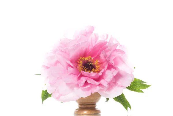 Pink Peony Flower, Paeonia suffruticosa, izolált fehér — Stock Fotó