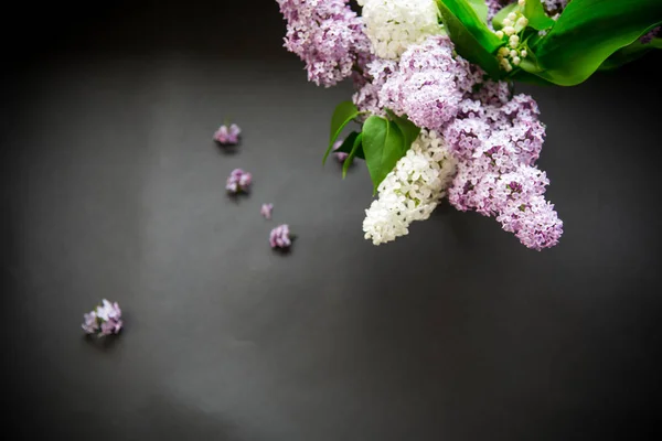 Belles branches printanières de lilas sur un noir — Photo