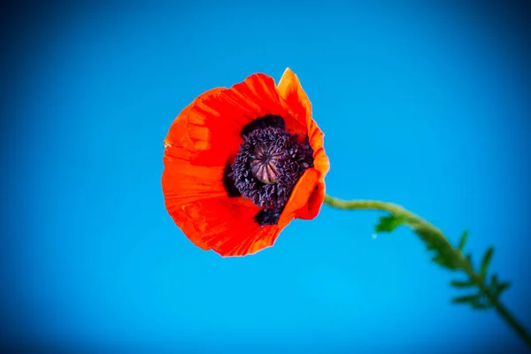 Bela flor de papoula florescendo vermelho isolado em azul — Fotografia de Stock