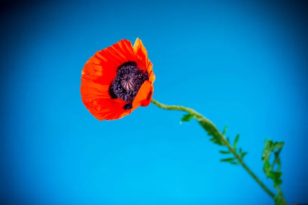 Красива червона квітуча макова квітка ізольована на синьому — стокове фото