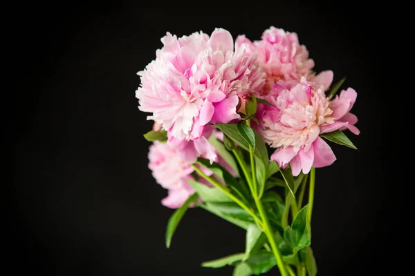 Ramo de peonías en flor sobre fondo negro —  Fotos de Stock