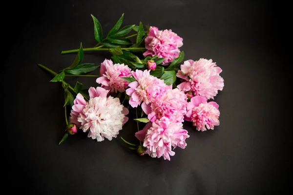 Ramo de peonías en flor sobre fondo negro —  Fotos de Stock