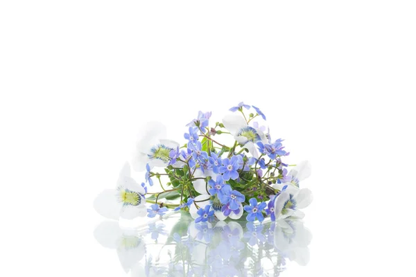 Primavera piccoli fiori bianchi e blu isolati su bianco — Foto Stock