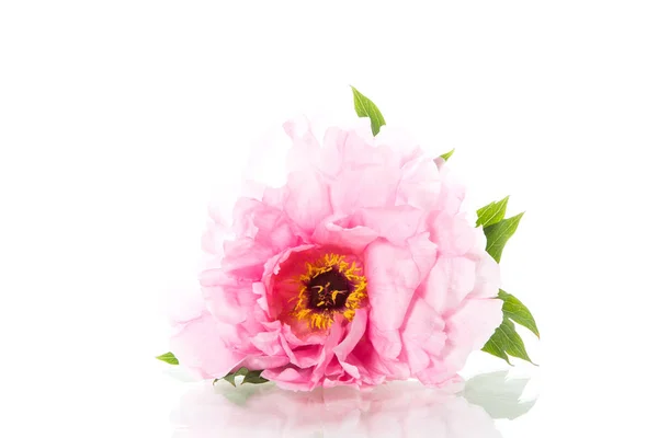 ピンクのピオニーの花、ペオニアのサフルティコサ、白で隔離 — ストック写真