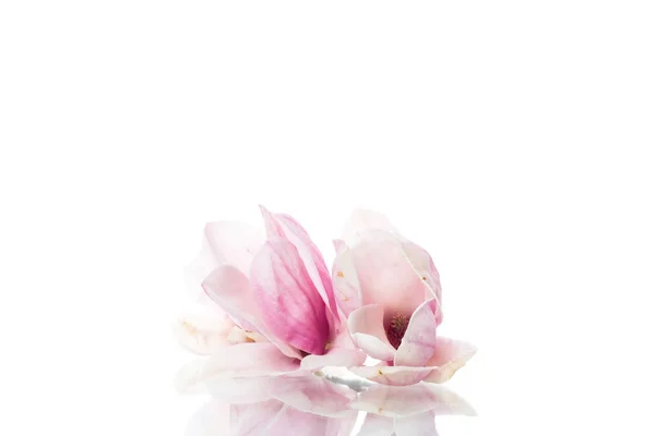 Tavaszi gyönyörű virágzó magnólia fehér Stock Fotó
