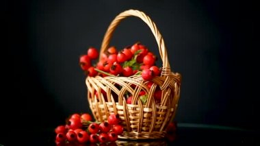 siyah kırmızı olgun kuşburnu meyveleri