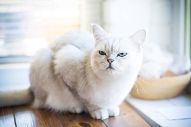 cins İskoç chinchilla bir kedi portresi, düz kulaklı