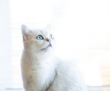 cins İskoç chinchilla bir kedi portresi, düz kulaklı