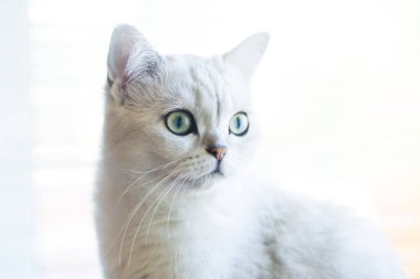 cins İskoç chinchilla bir kedi portresi, düz kulaklı