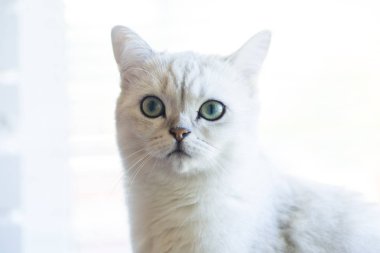 cins İskoç chinchilla bir kedi portresi, düz kulaklı