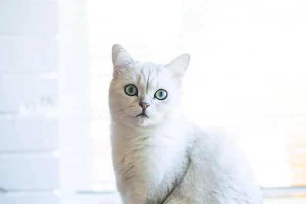 Retrato de un gato de raza chinchilla escocesa, de orejas rectas — Foto de Stock