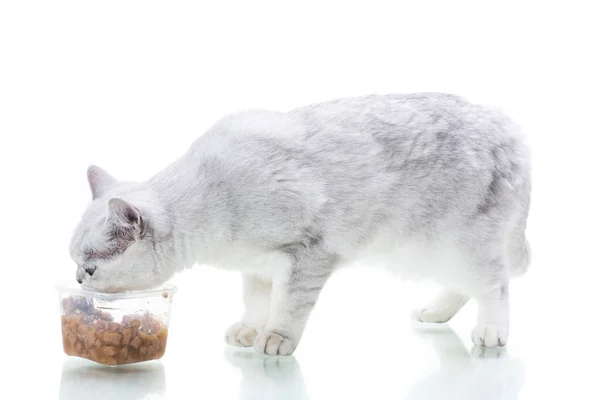 Mooie jonge kattenras Schotse chinchilla rechte — Stockfoto