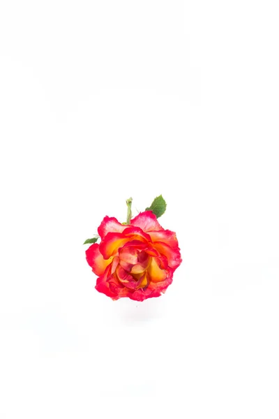 Two-tone red-yellow rose close-up isolated on a white — Stock Photo, Image